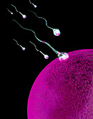 Computer art of sperm and egg during fertilisation