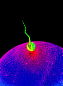 Computer art of sperm and egg during fertilisation