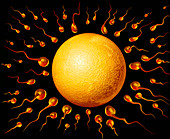 Computer art of sperm and egg during fertilisation