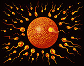 Sperm fertilising egg