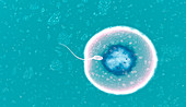 Fertilization