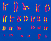 Coloured LM of a set of normal male chromosomes