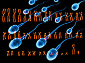 Male chromosomes