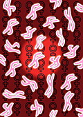Female sex chromosomes
