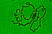 LM of giant polytene chromosomes,Drosophila