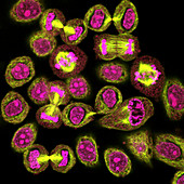 Mitosis,light micrograph