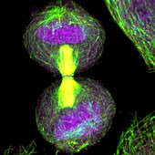 HeLa cell division,light micrograph