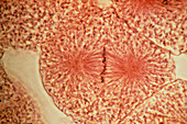 LM of a whitefish cell undergoing mitosis