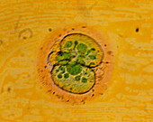 Coloured LM of a human embryo at two-cell stage