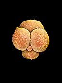 Coloured SEM of human embryo at the 4-cell stage
