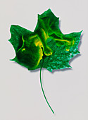 Abstract artwork of foetus superimposed on a leaf
