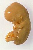 Side view of an aborted human foetus aged 8 weeks
