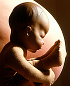Model of a breech birth foetus