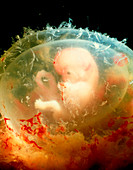 6-week embryo