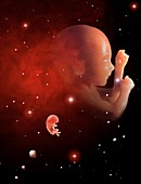 Foetuses