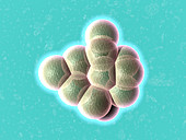 Embryo formation