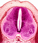 Embryo spinal cord,light micrograph