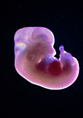 View of a 14.5 day old foetus of a rat