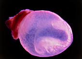 View of a 10.2 day old foetus of a rat