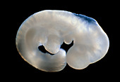 9.5 day old mouse embryo