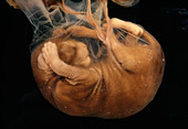 Cat foetus