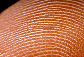 Fingerprint skin ridges