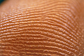 Fingerprint skin ridges