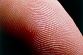 Fingerprint skin ridges