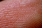 Fingerprint skin ridges