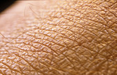 Macrophoto of the skin on the back of the hand