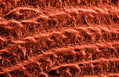 False-colour SEM of skin from the palm of the hand