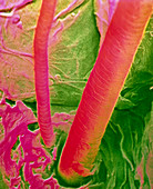 False-colour SEM of human hair & skin surface