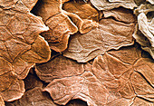 Coloured SEM of the surface of human skin