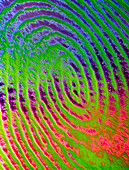 Coloured SEM of details of a human fingerprint