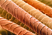 Coloured SEM of dog hairs