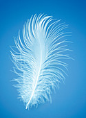 Bird feather