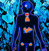 Woman's outline showing endocrine & thymus glands