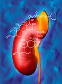 Artwork of kidney,adrenal gland and hormones