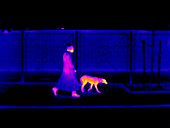 Woman walking a dog,thermogram