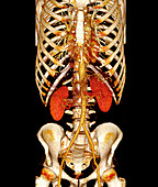 Chest and abdomen CT scan