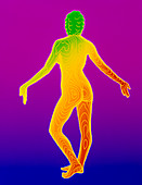 Computer contour map of a female body (back view)