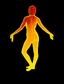 Body contour map of woman in posterior view
