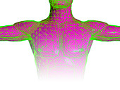 Male torso body map