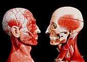 Facial muscles seen on the heads of model