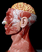 Head of a model showing brain and facial muscles