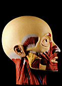 Model showing the muscles of the human head
