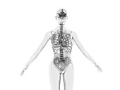 Upper body anatomy