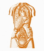 Human body anatomy