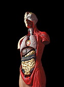 Sectioned human body,illustration