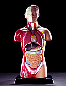 Anatomical model